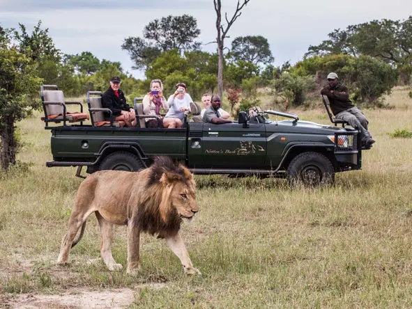 Nottens Bush Camp lion