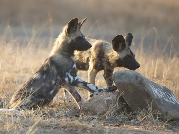 Nottens Bush Camp wild dogs