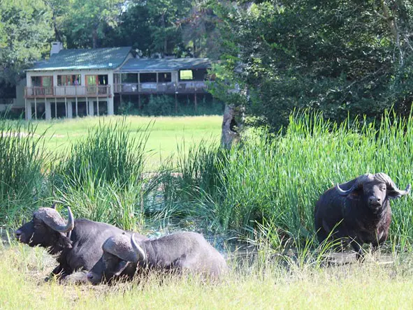Nottens Bush Camp wildebeest