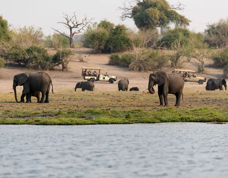 Elephant Valley Lodge ellies on drive chobe