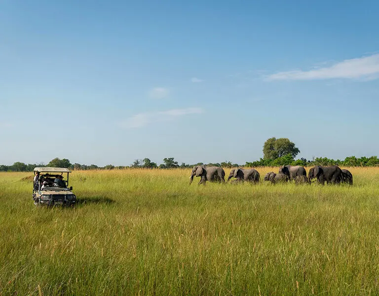 Khwai Leadwood game drive