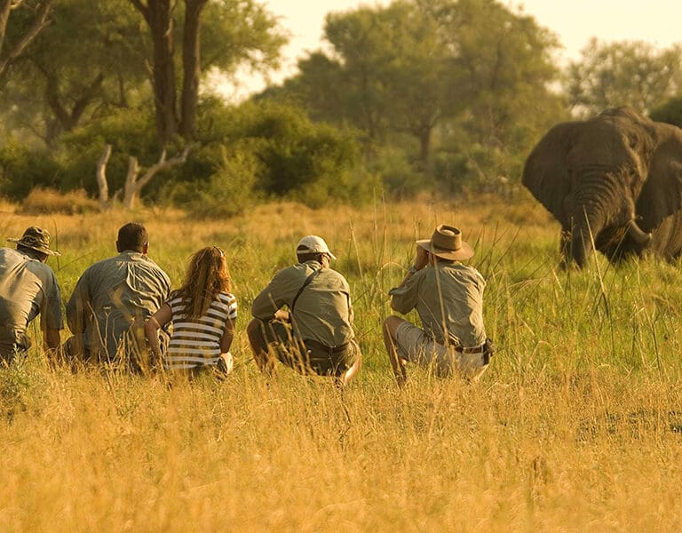 Khwai Leadwood walking safari