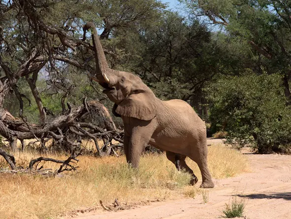 Day11 13 DamaralandElephant