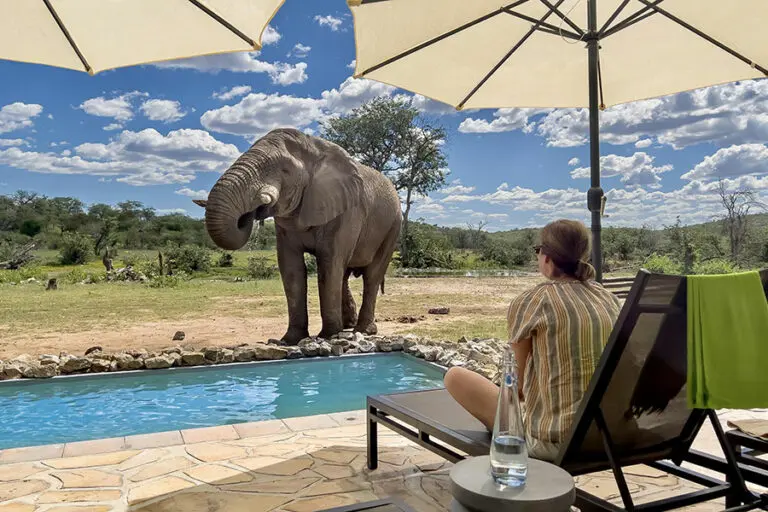 Ongava Tented Camp swimming pool with elephant visiting