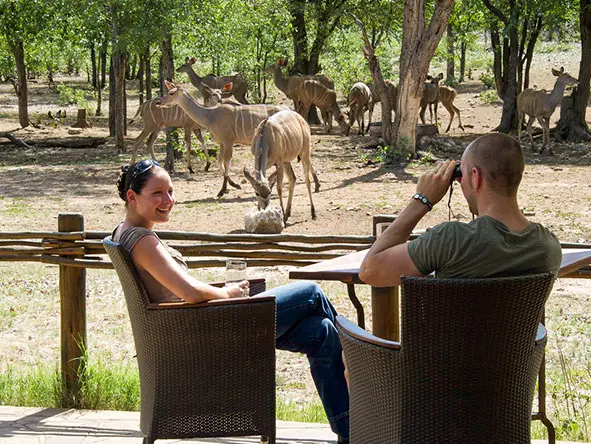 Ongava game viewing