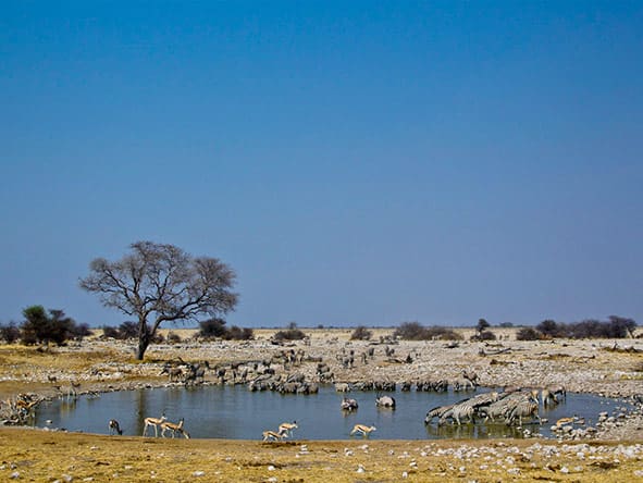 Ongava view