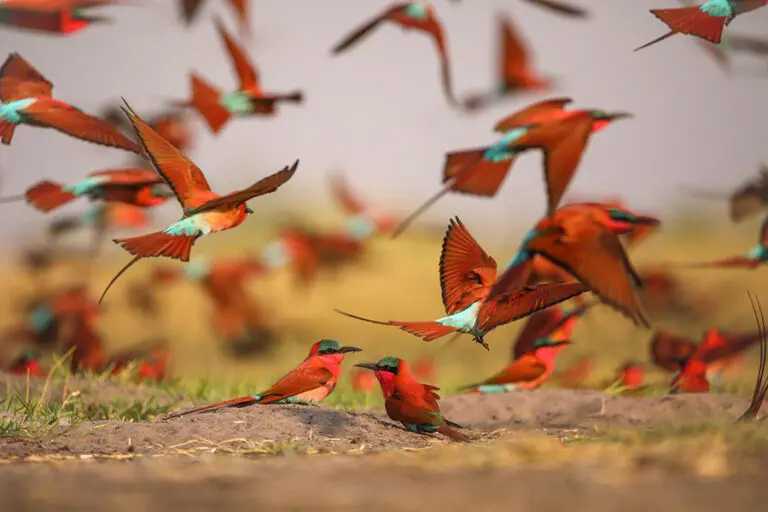 Carmine Bee Eater Colony