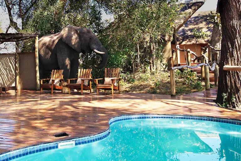 KwandoLagoonCamp SwimmingPool Elephant
