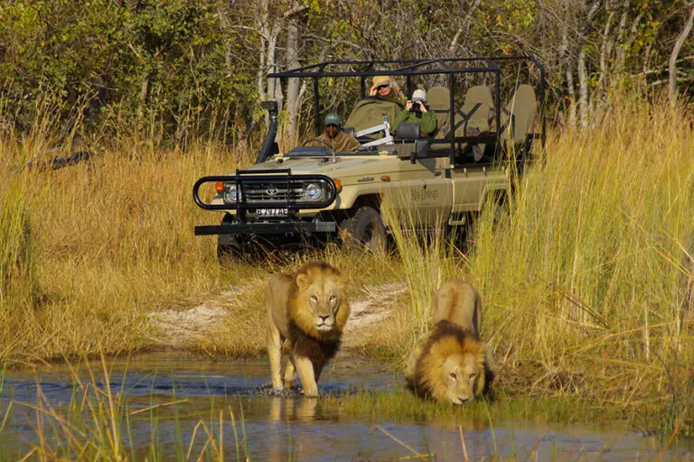 Camp Okuti lions in the Moremi