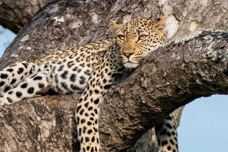 Dulini River Lodge leopard 2