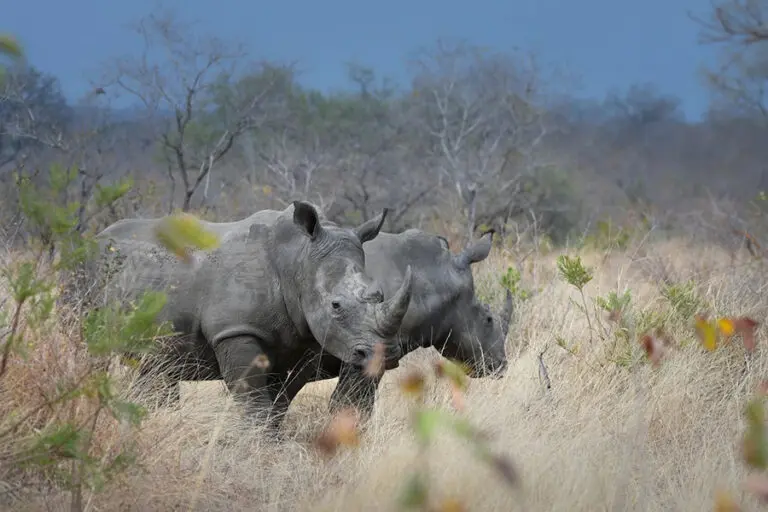 Dulini River Lodge rhino 1