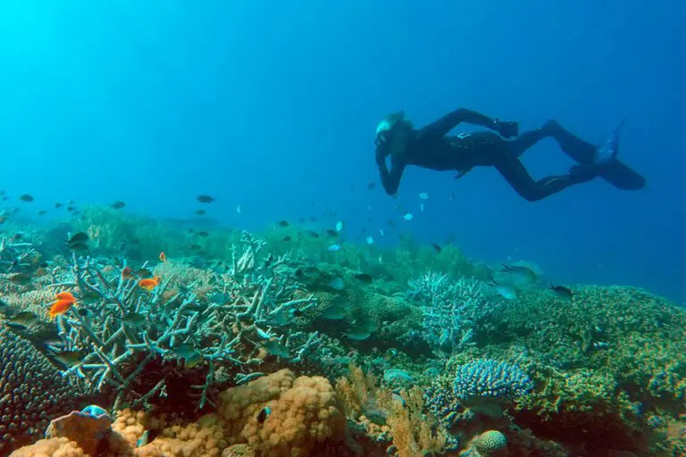 Fanjove Island activities diving