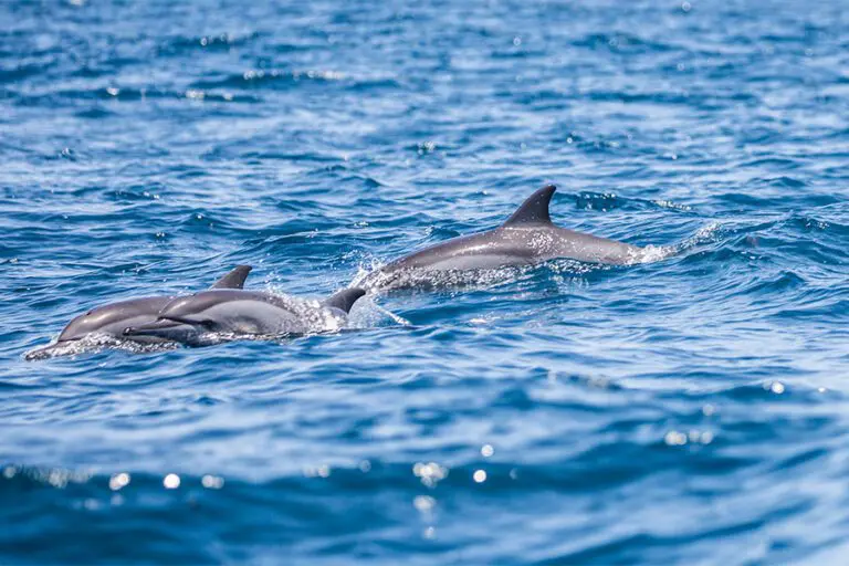 Fanjove Island activities dolphins