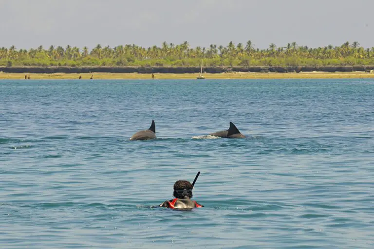 Tanzania Fanjove Island Swimming with dolphins 1
