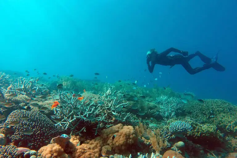 Tanzania Fanjove Island Snorkeling 6