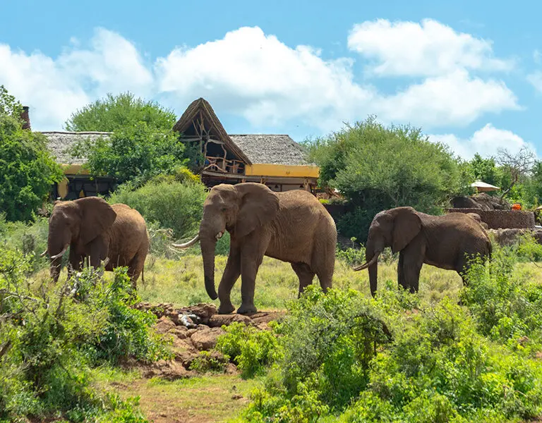Elephants in front of the thatched camp at Elerai