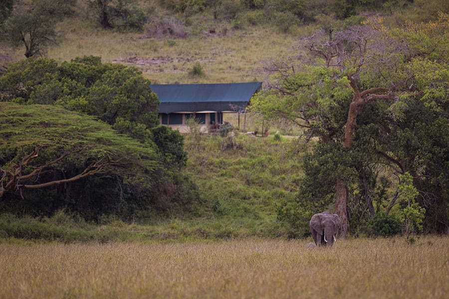 An elephant in the grass below Kicheche Mara Camp