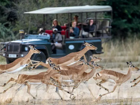 Zungulila Bush Camp game drive