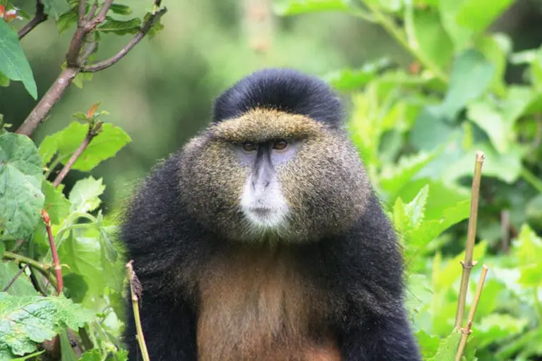 Pnv golden monkey jdb10