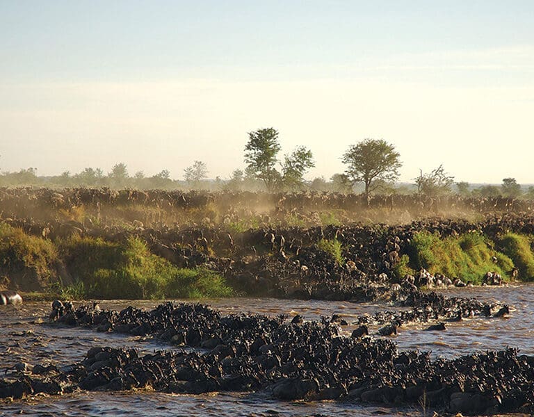 Sayari Mara River crossing 2
