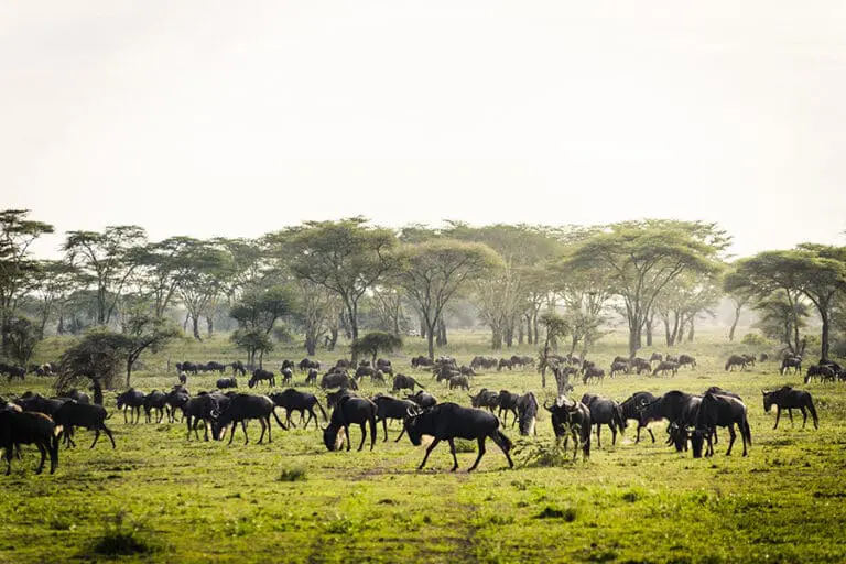 Wildebeest migration kenya serengeti