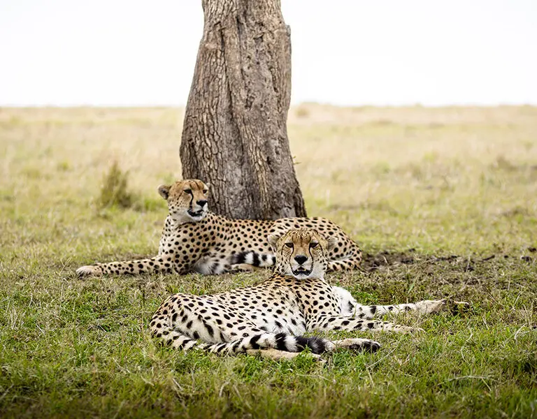 Olonana Lodge an AK Sanctuary Kenya Masai Mara Mara River cheetahs