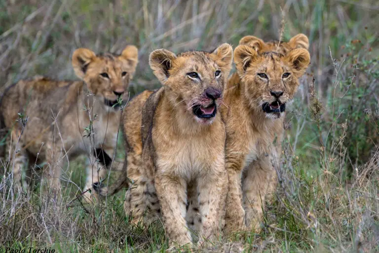 Nairobi Tented Camp wildlife