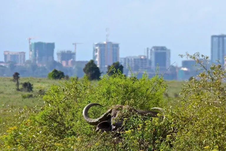 Nairobi Tented Camp jgc