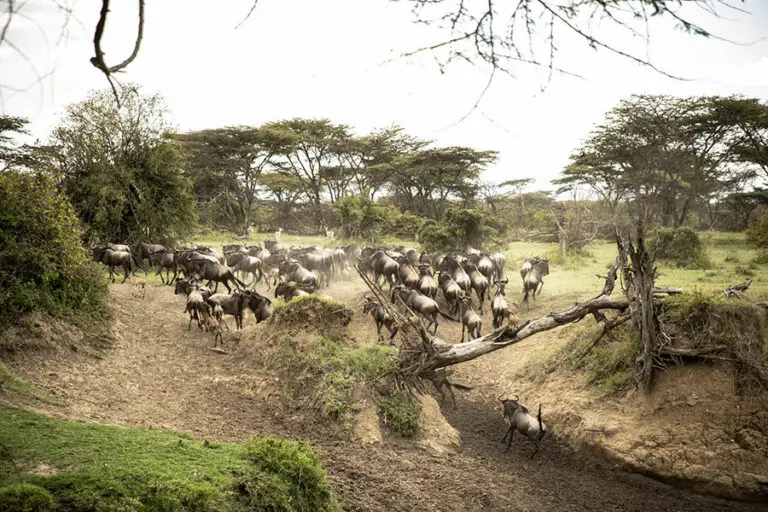Purini mara camp 0459 2
