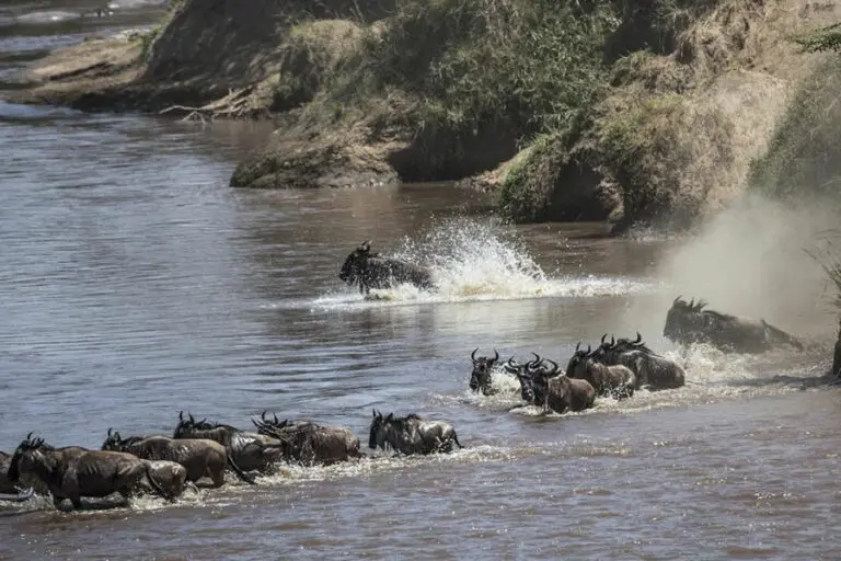 Game drive sighting from Porini Lion Camp