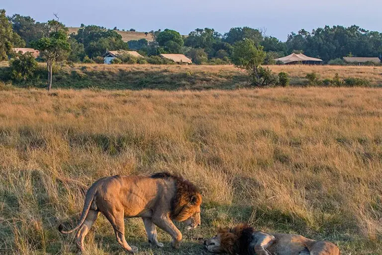Lions near the Porini Lion Camp