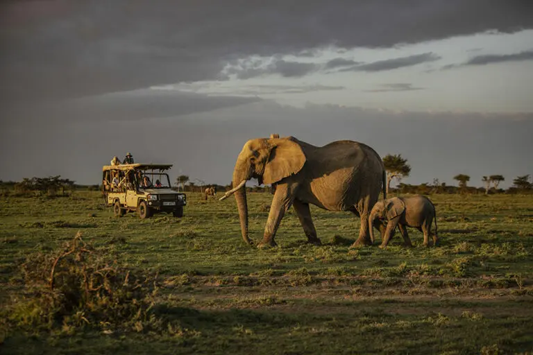 Game drive from Porini Lion Camp