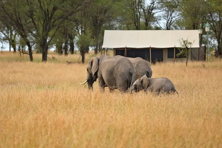 Kimondo camp elephants