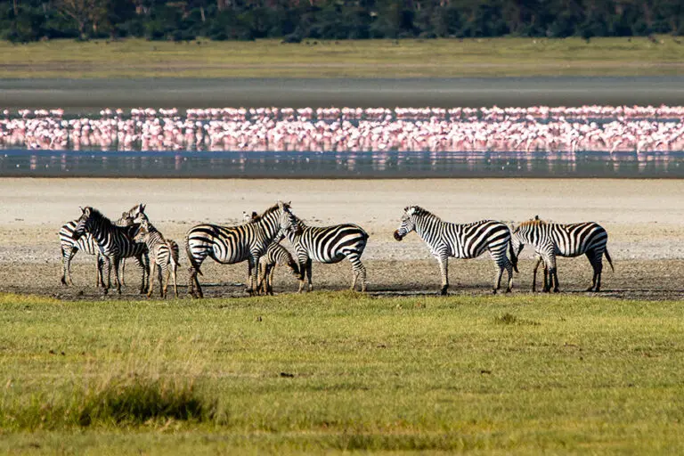 Gibbs Farm ngorogoro crater day excursion 1