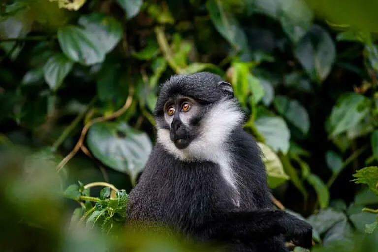 Black and white colobus monkey Sanctuary Gorilla Forest Camp