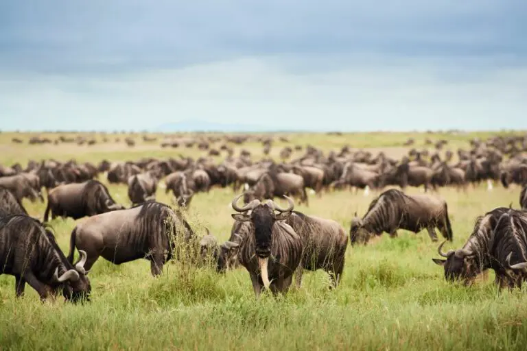 Wildebeest Migration herd Sanctuary Kichakani Serengeti Camp