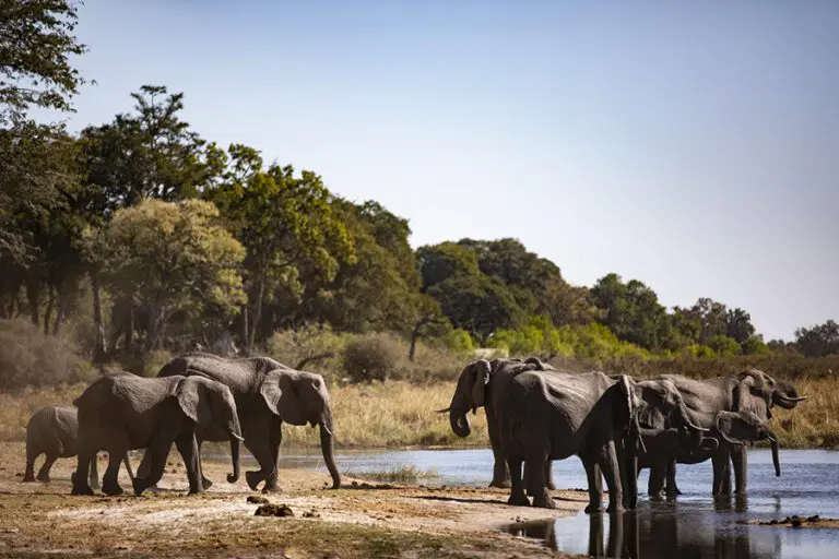Kingspool botswana 47301