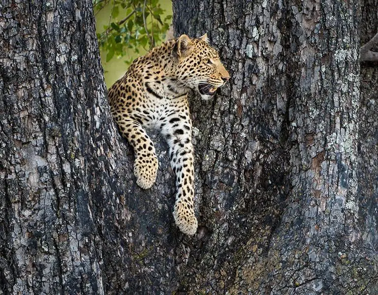 Vumbura Plains Botswana Wilderness Safaris vumbura 2015 03 307e1