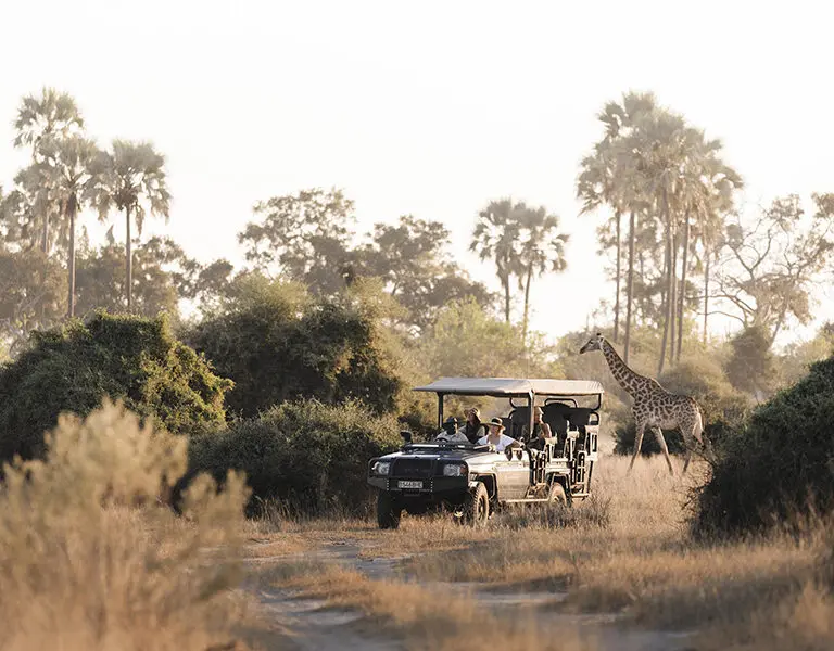 WIlderness Mombo Camp gamedrive 009