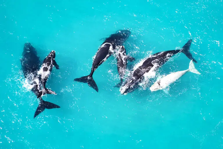 Web grootbos experience whale watching air 02