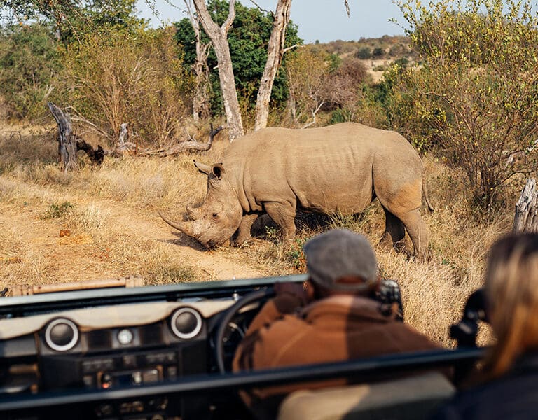 Simbavati River Lodge simbavati safari experiences1