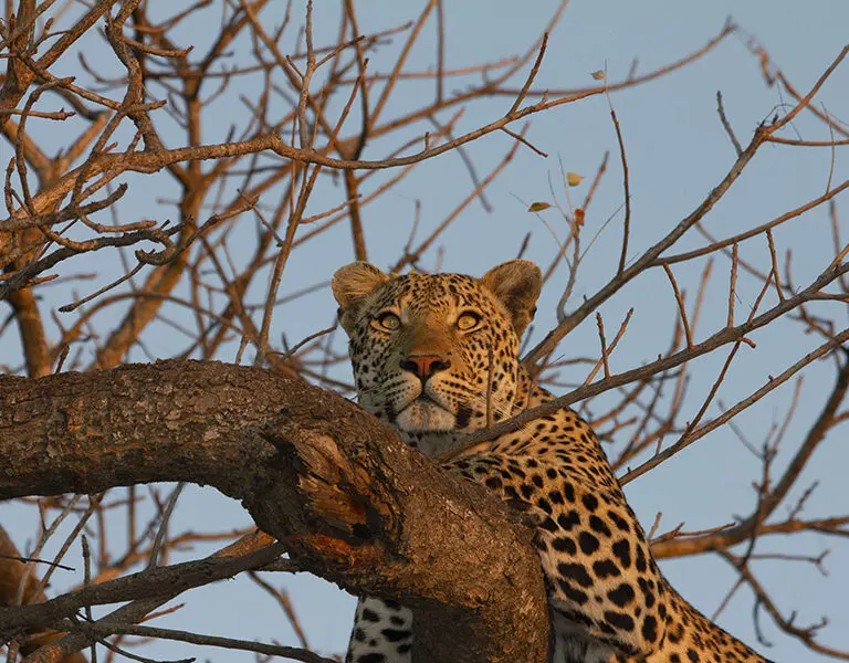 Simbavati River Lodge leopard