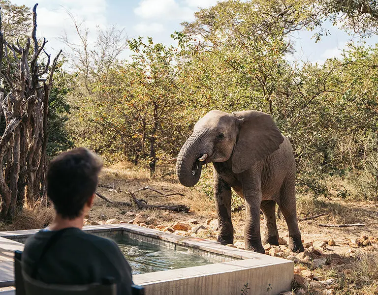 Simbavati River Lodge pool suite pool and elephant