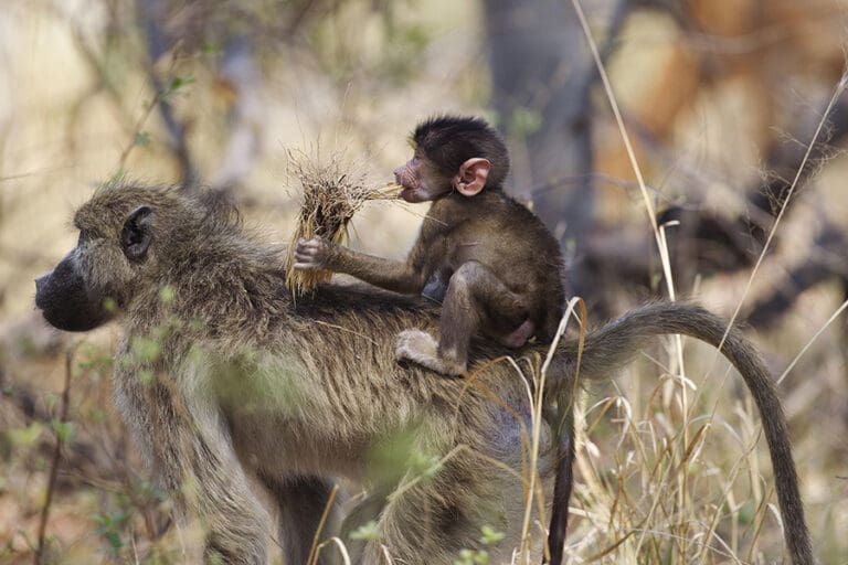 Camp Okuti baboons