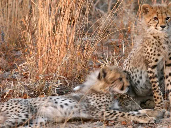 Serondella Lodge Wildlife