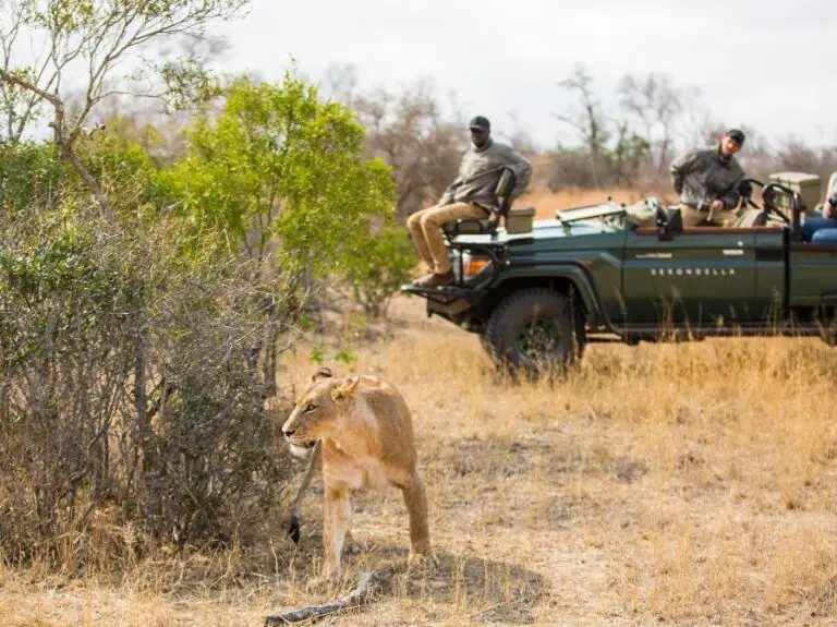 Twice daily game drives