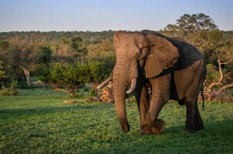 Wildlife viewing