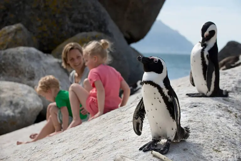 More Quarters Neighbourhood Hotel Boulders beach penguins 25