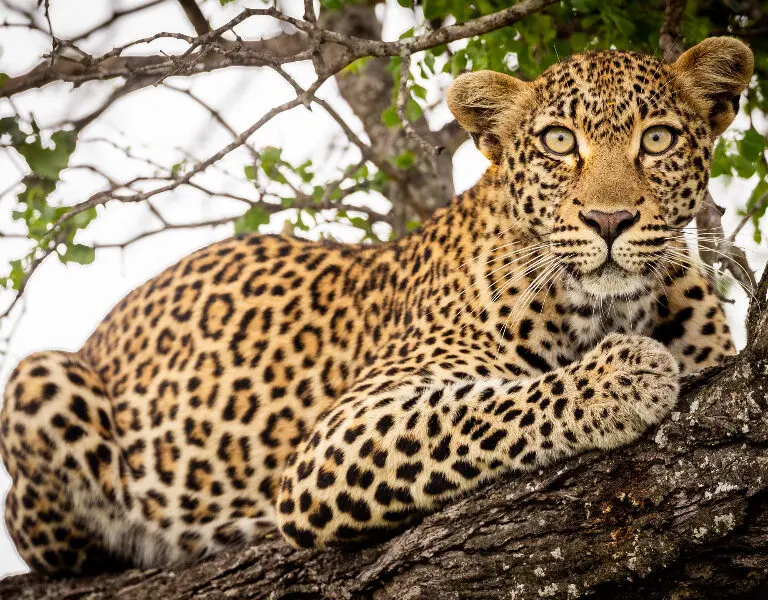 Rockfig leopard nr