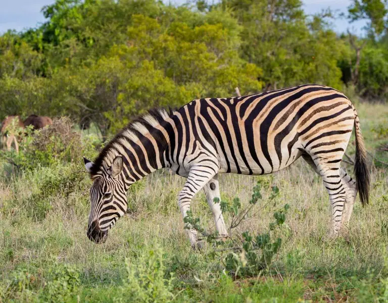 Rockfig safari camp zebra 1265